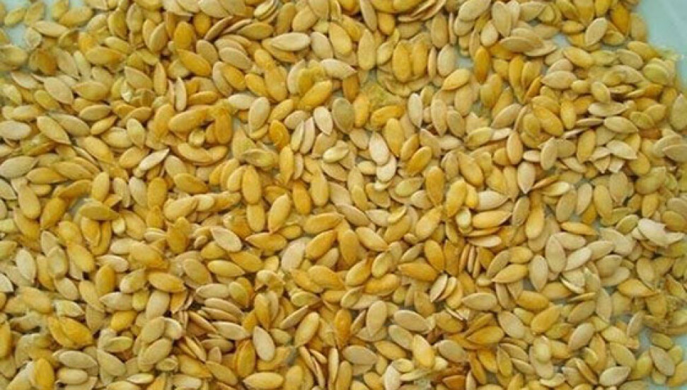 Kavun çekirdeğini sakın atmayın... Mucize yaratıyor