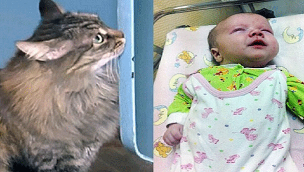 Sokak kedisi terk edilmiş bebeği donarak ölmekten kurtardı