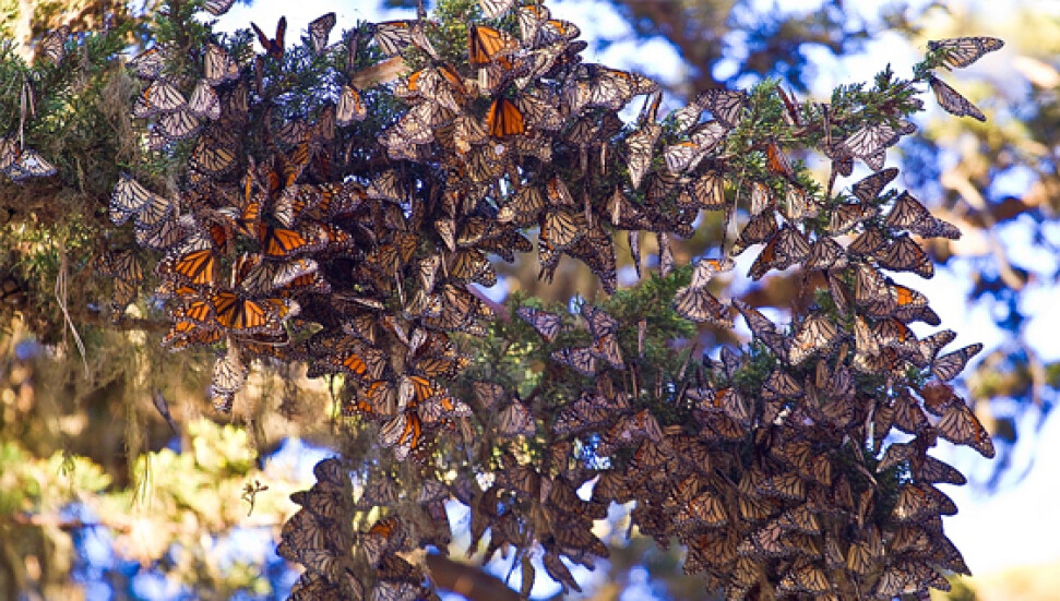 Meksika'da 6 milyondan fazla kelebek öldü