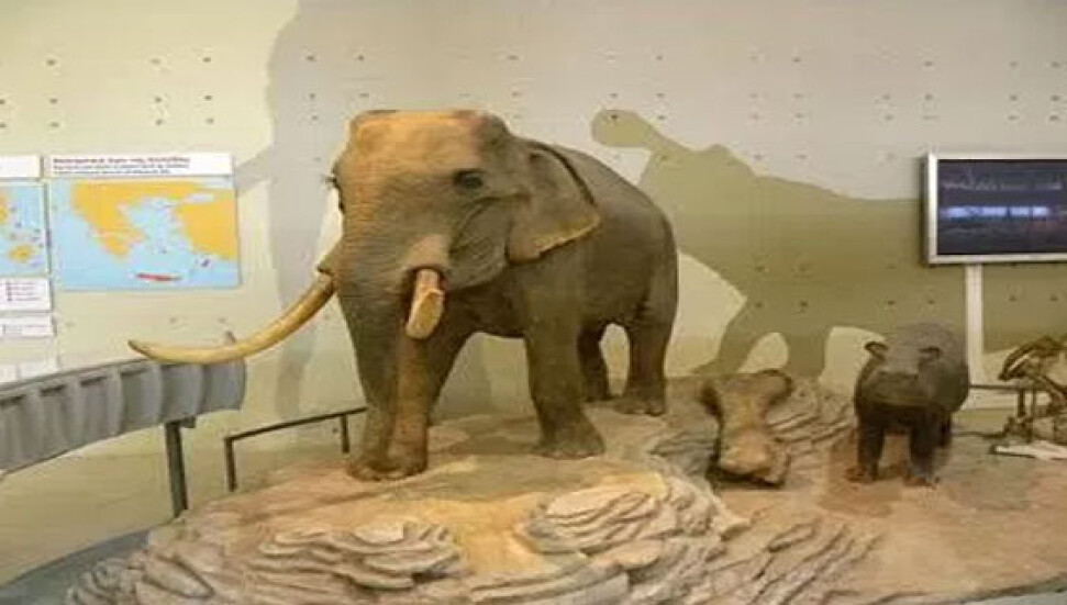 Kıbrısın cüce fil ve hipopotamları