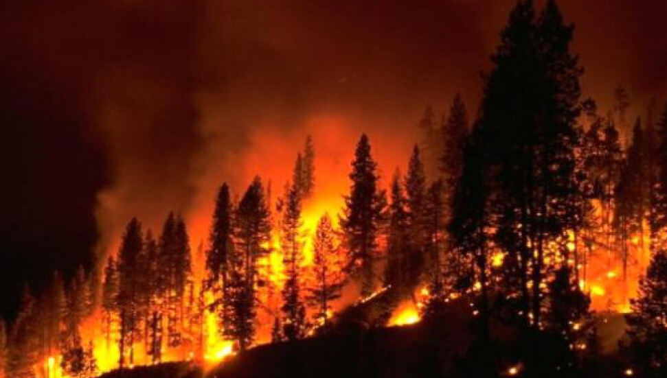 Son 17 yılda orman ve özel arazilerde çıkan yangınlarda 10 bin hektar yani 75 bin dönüm yandı