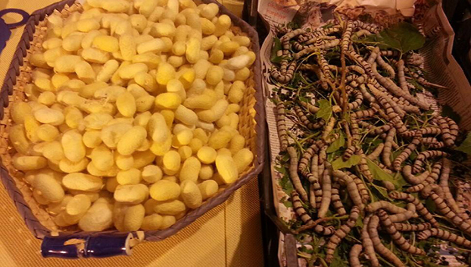 Koza el işiyle uğraşanlar için toplantı düzenlenecek