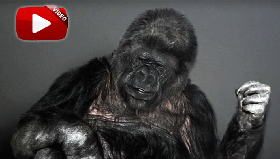 Goril Koko'dan insanlara mesaj var: "İnsanlar aptal, dünyayı kurtarın"