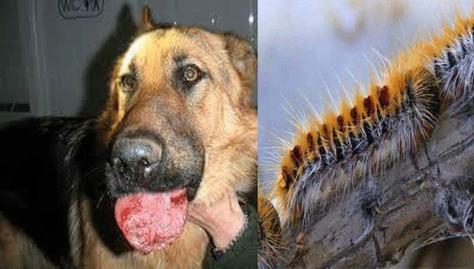 Çamkese böcekleri köpekleri etkiledi