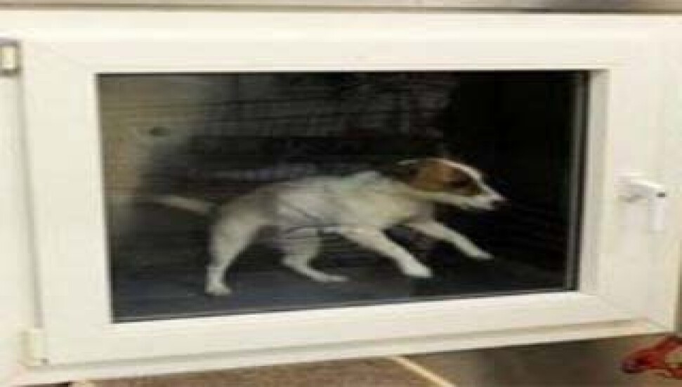 Kedi-köpek yıkama makinesi