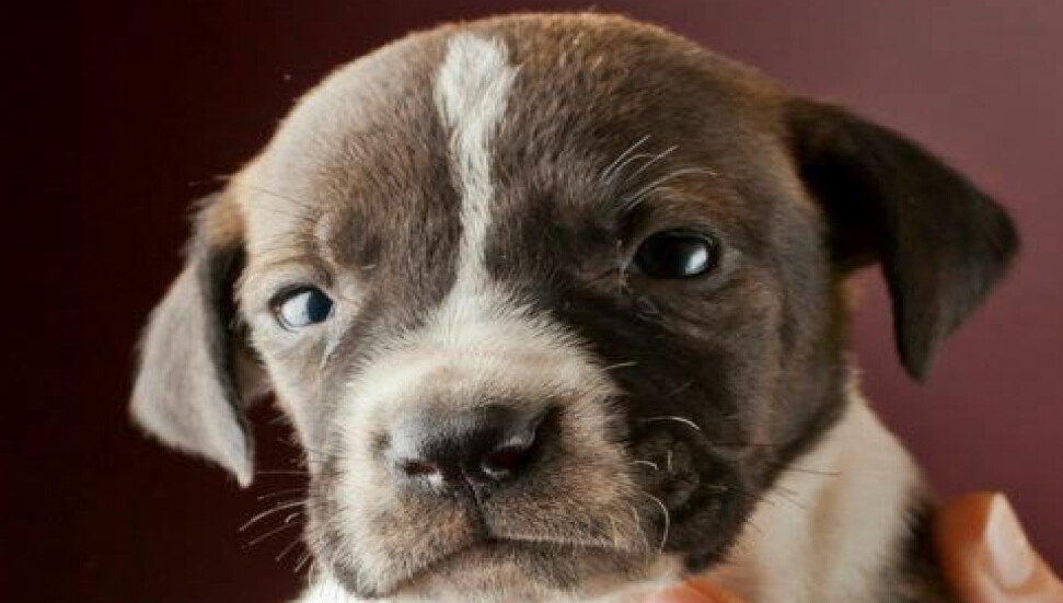 Av köpeği yavrularına çok acil yuva aranıyor...