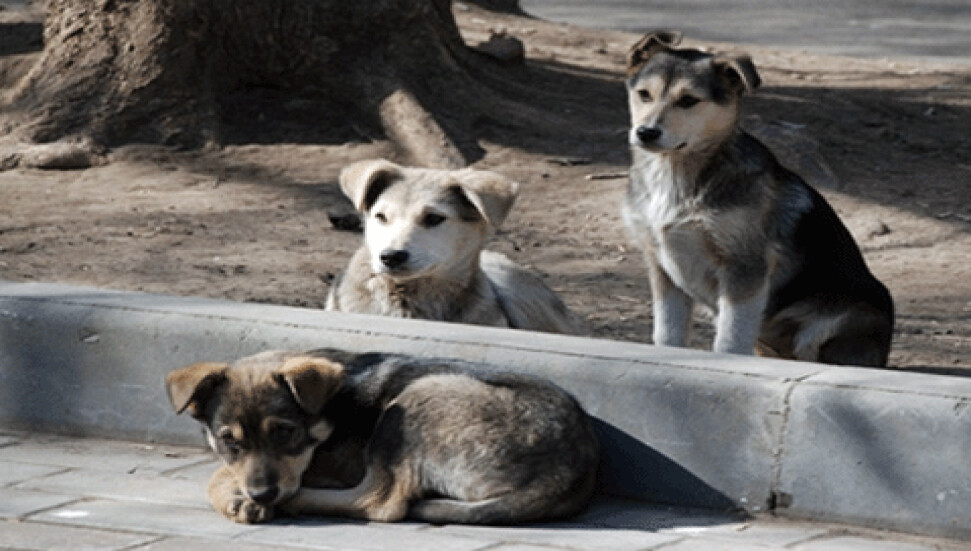 Başıboş köpekleri vurmak amacıyla dört el ateş eden kişi tutuklandı