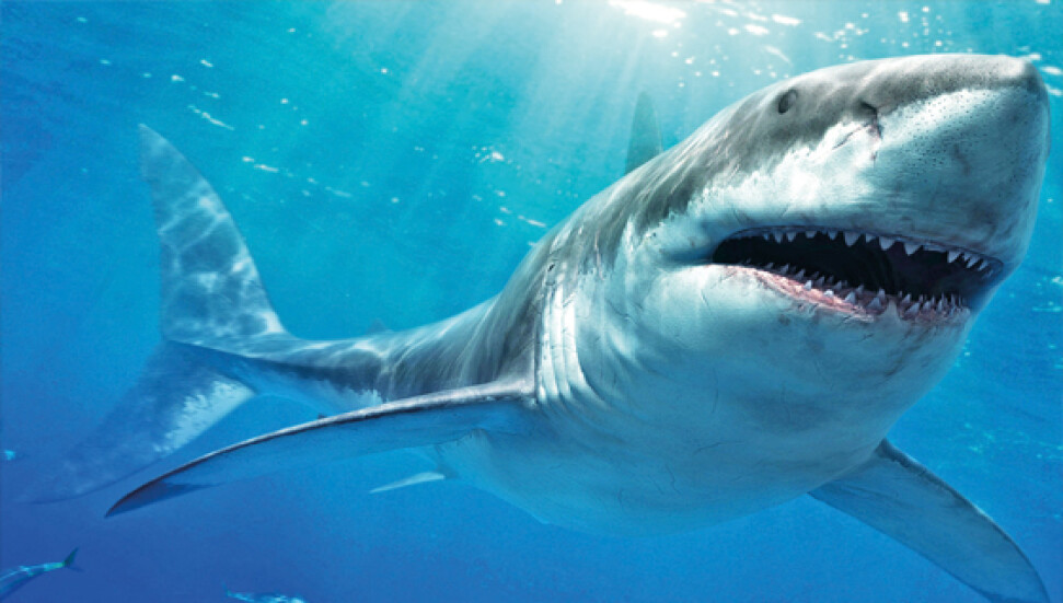 Kıbrıs açıklarında "Büyük Beyaz" görüldüğü iddia ediliyor!