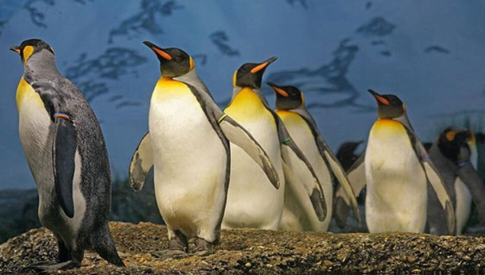 Kral penguenlerinin sayısında büyük düşüş