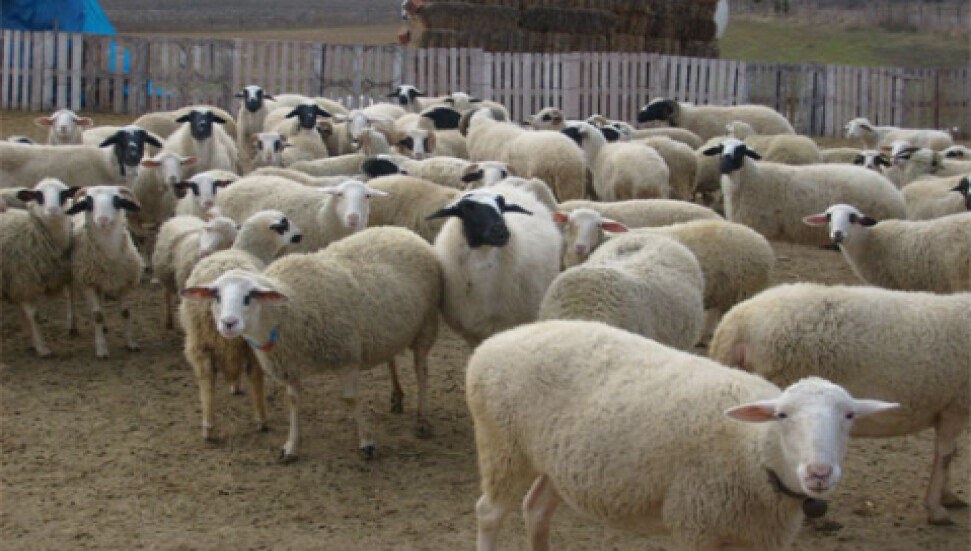 Veteriner Hekimler'den hayvan kesimi ile ilgili açıklama