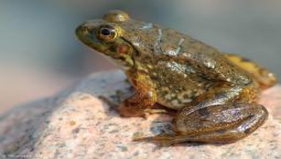 Böcek genleri kurbağa yumurtasında birleştirilerek koku dedektörü yapıldı