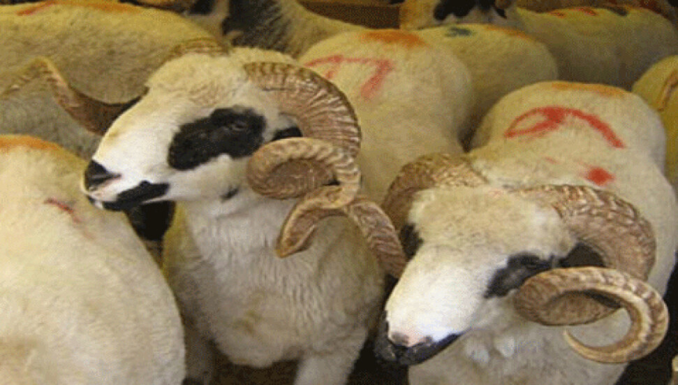 Çocuk Esirgeme Kurumu kurban karşılığı bağış kabul ettiğini açıkladı