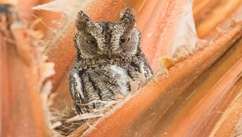 Sadece Kıbrıs'a özgü yeni bir kuş türü bulundu: Kıbrıs İshakkuşu!
