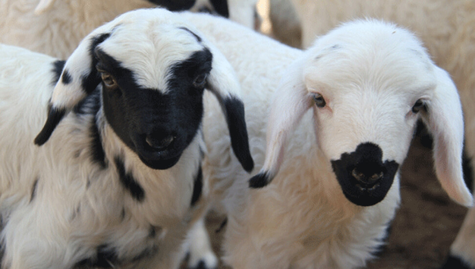 Kuzucuk'ta Ağıllar bölgesinde küçükbaş hayvan çalan 5 kişi tutuklandı