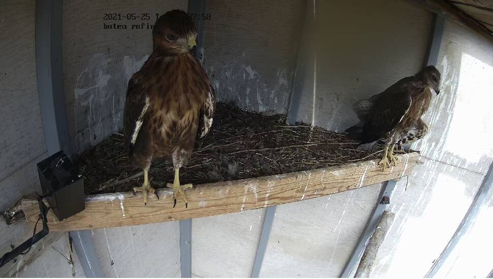 Kızıl Şahin yavruları yuvadan uçuyor…