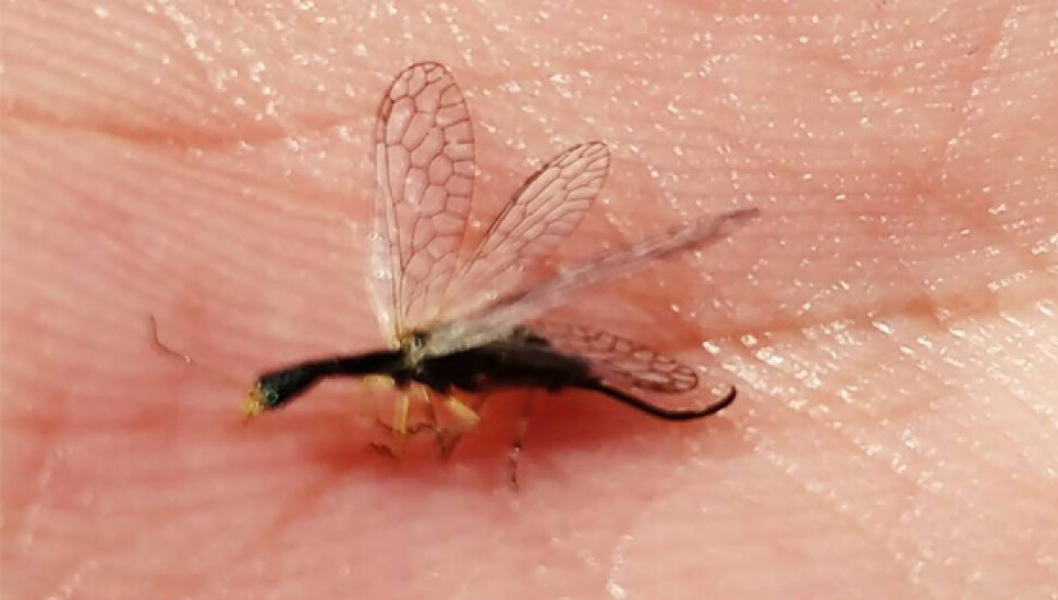 Lefkoşa'da görülen 'canavar' sivrisinek şaşırttı!