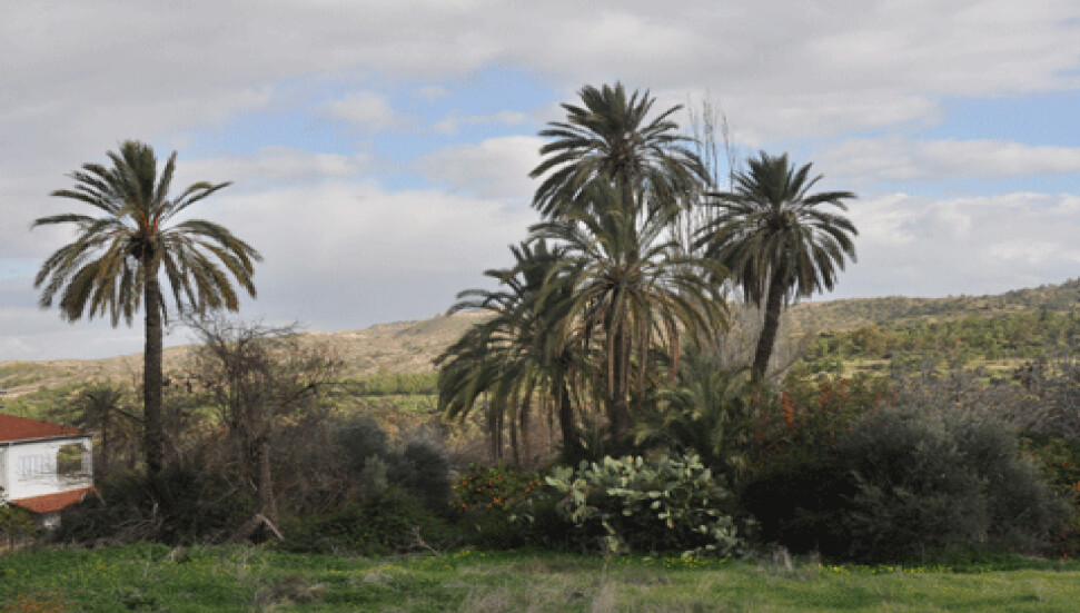 Lefke'nin unutulan simgesi