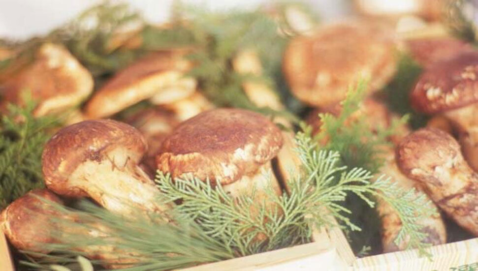 Matsutake mantarı ile tanışın! İşte sağlığa faydaları