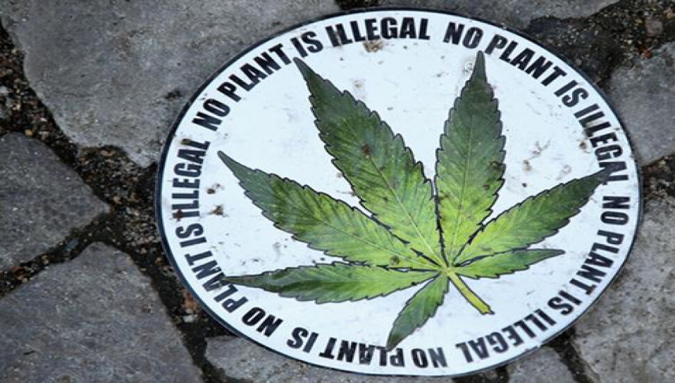 ABD'de marihuana savaşı