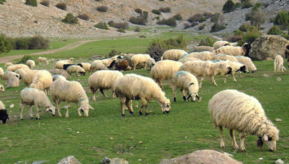 Ülkeye Asaf ırkı damızık koyun getirildi