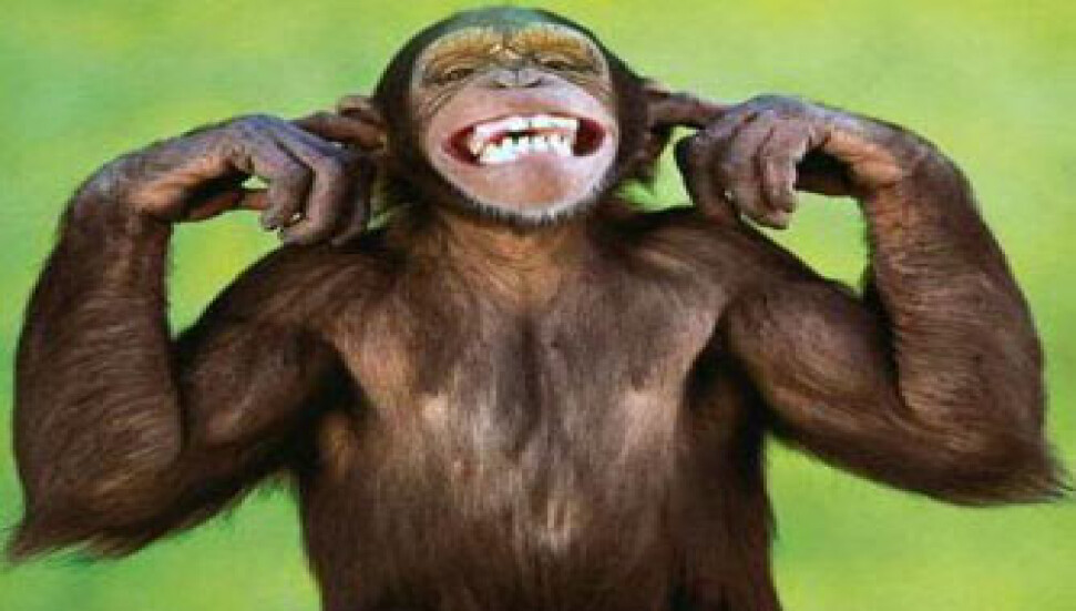 Maymunlar gıdıklanınca insanlar gibi gülüyor