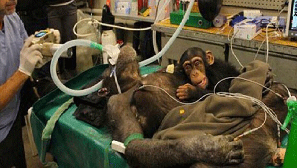 Yavru şempanze ameliyat boyunca annesinin yanından ayrılmadı