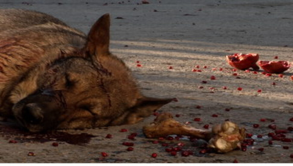Sarvan'ın filmleri Güney Kıbrıs'ta