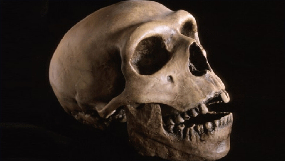 Neandertaller modern insanın alt türü değil