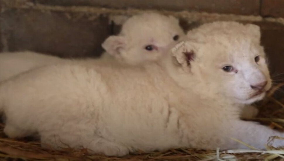 Baf hayvanat bahçesinde iki beyaz aslan doğdu