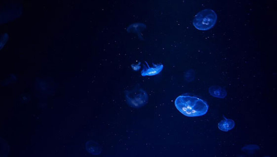 Okyanusun derinliklerinde yeni türler keşfedildi