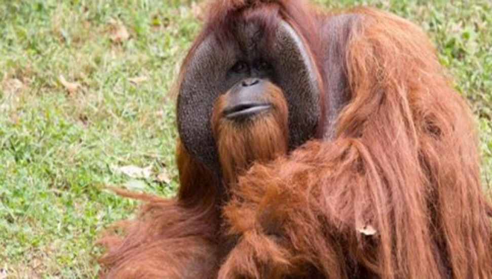 "İşaret dili"ni kullanan orangutan 39 yaşında öldü