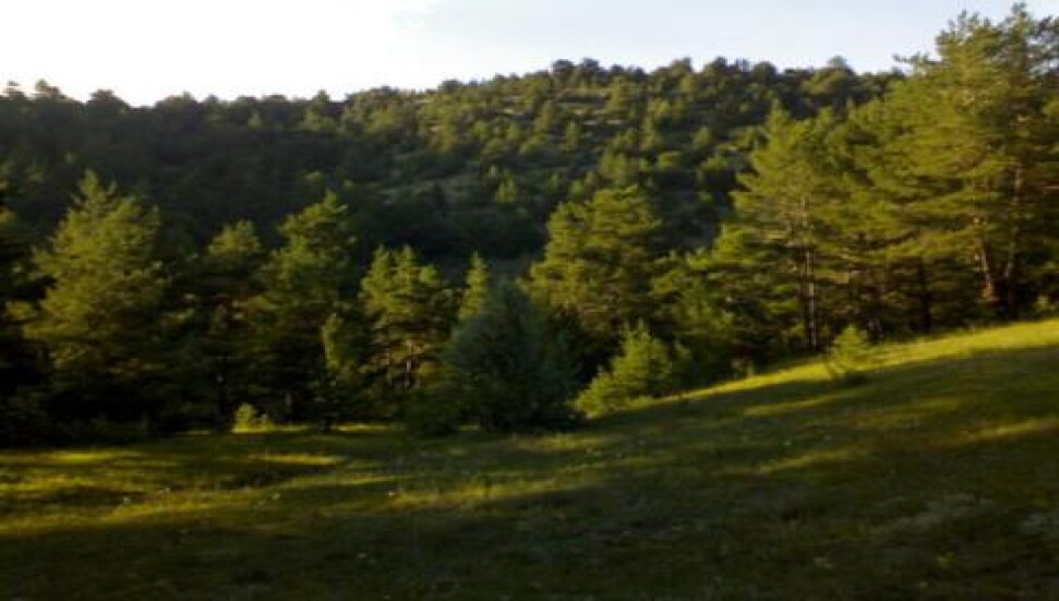 Yarın Dünya Ormancılık Günü...