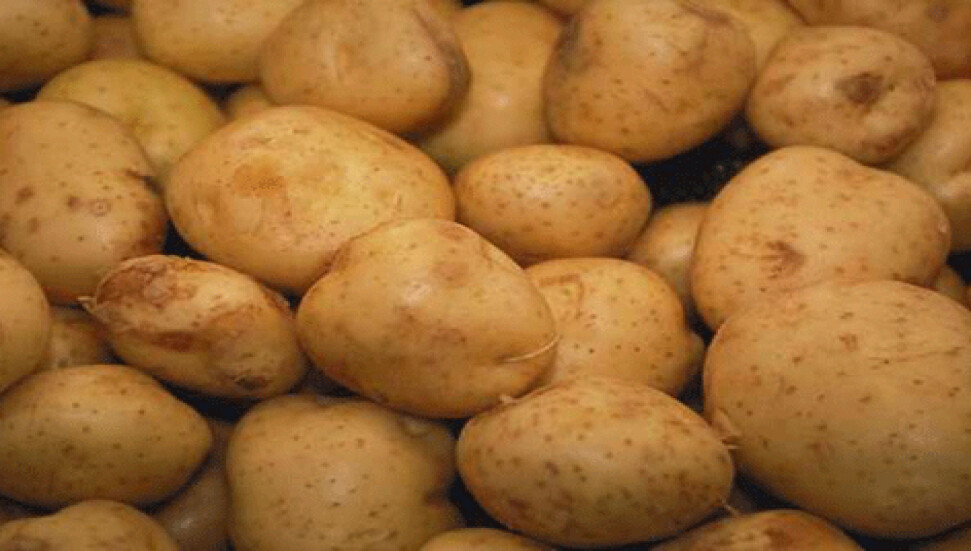 Patates üreticilerine mildiyö hastalığı uyarısı