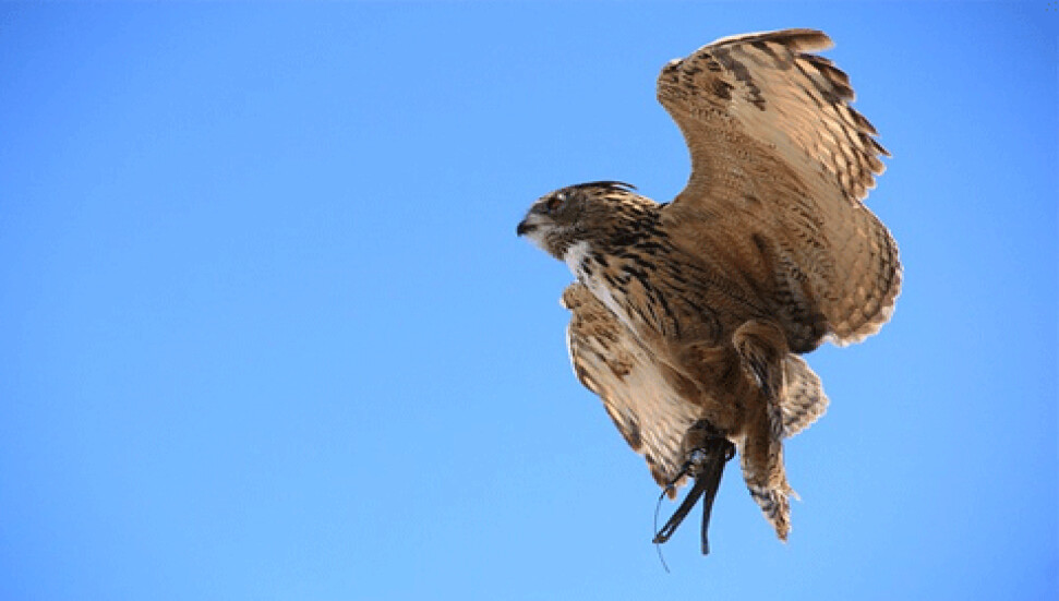 Hollanda'da korkuya yol açan puhu kuşu yakalandı