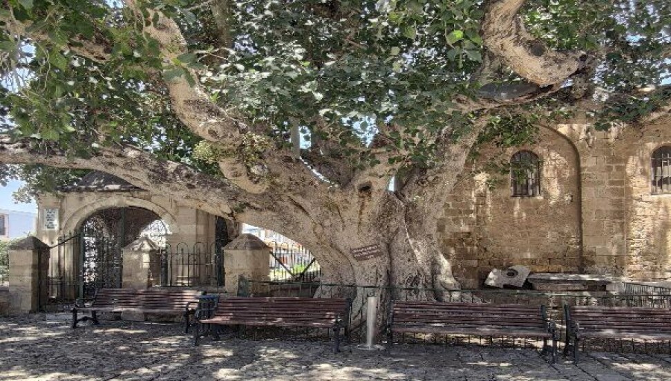 KKTC’nin en yaşlı canlısı: Tarihi Cümbez Ağacı