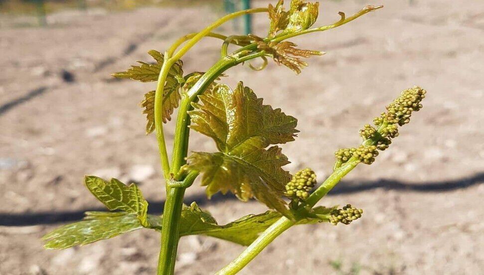 Üzüm diyarı Mehmetçik ve Mehmet Hasan Tayyareci