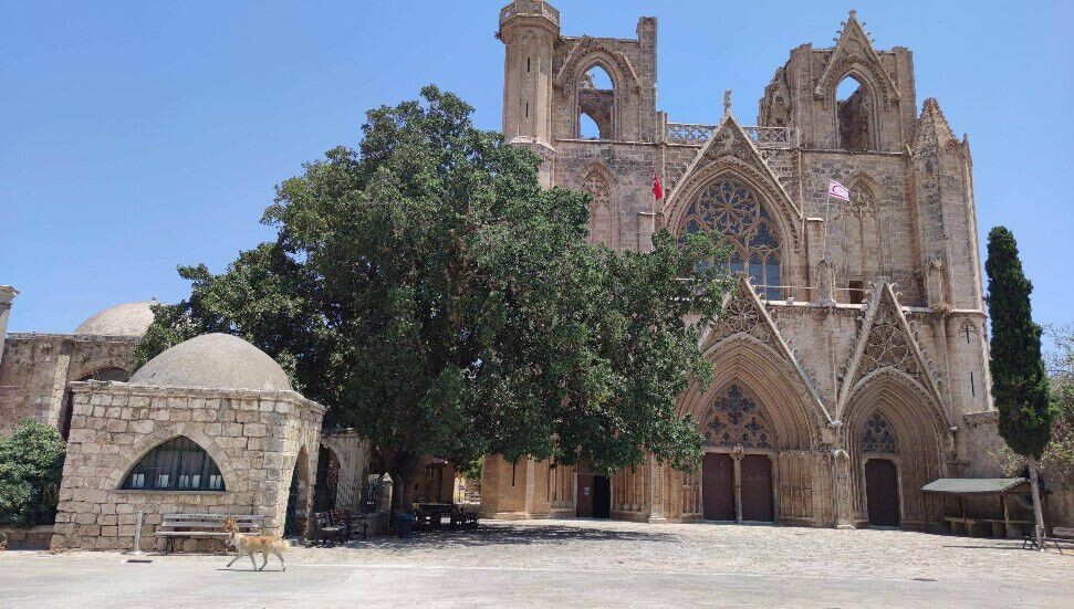 Mağusa’nın büyüleyici Cümbez Ağacı 7 asırdır tarihe tanıklık ediyor