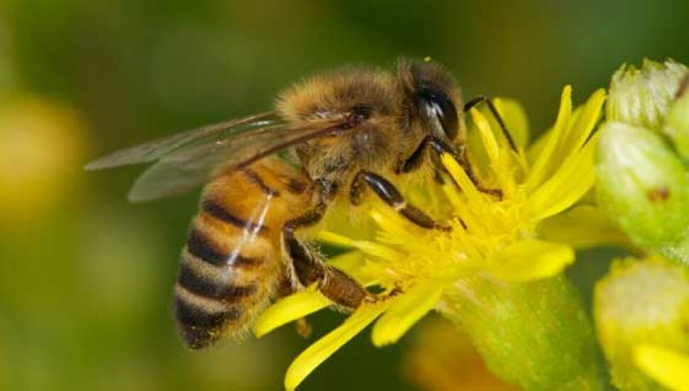 Rum Tarım Bakanlığı'nın, arı yetiştiricilerine, arıların yangından kor...