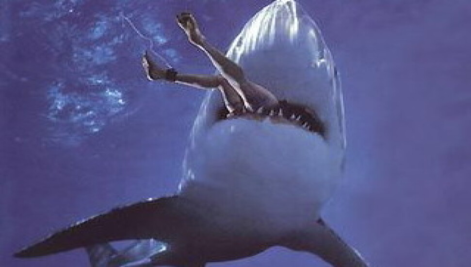 Köpek balığına yumruk attı