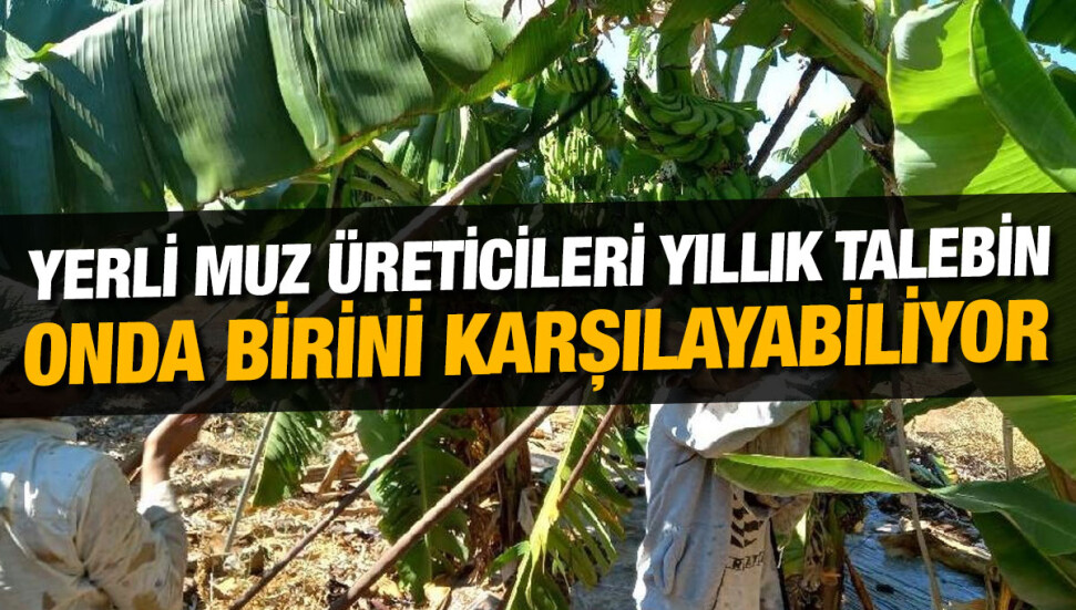 KKTC’de 10 muz üreticisi yıllık 500-550 ton üretim yapıyor