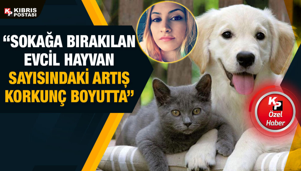 Kedi ve köpek mamaları, normal hayvan yemi olarak sınıflandırılmıyor