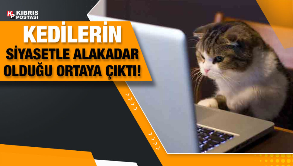 Araştırma: Kedilerden bulaşan parazitin siyasi görüşleri etkilediği ortaya çıktı