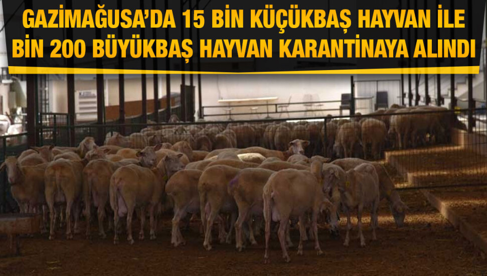 Gazimağusa’da 'koyun keçi çiçeği' hastalığı: 264 işletme karantinaya alındı...