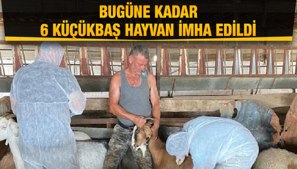 Mandıralarda çiçek hastalığına karşı koruyucu aşı yapımına başlandı 