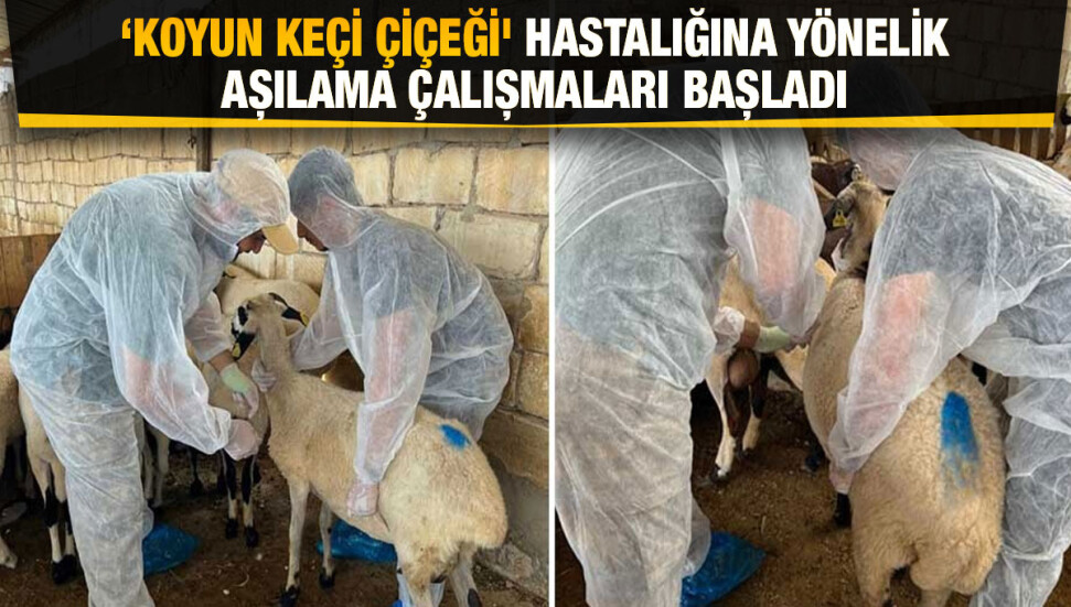 Gazimağusa’da 5 bin 710 küçükbaş 'koyun keçi çiçeği' hastalığına karşı aşılandı