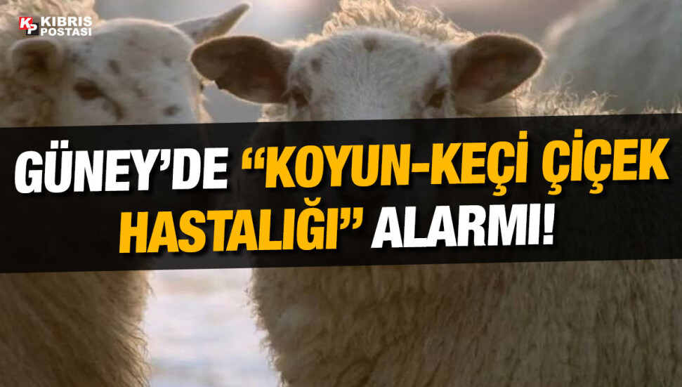Güney Kıbrıs Veteriner Dairesi KKTC’de “koyun-keçi çiçek hastalığı” görülmesi nedeniyle alarma geçti