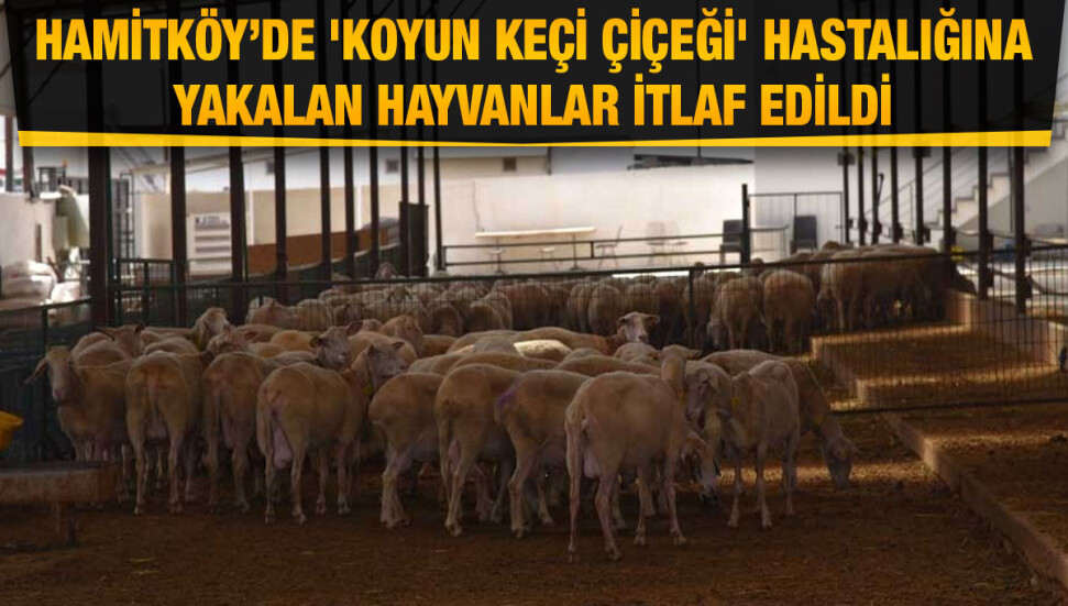 Hamitköy’de bir ağılda 'koyun keçi çiçeği' hastalığına rastlandı... 6 hayvan itlaf edildi, 110 hayvan aşılandı