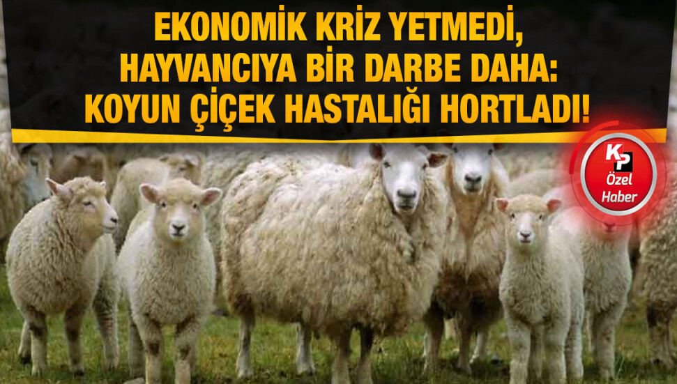 Koyun keçi çiçek hastalığı Mağusa’dan sonra Lefkoşa’da!