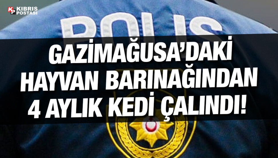 Hayvan barınağından kedi çalan şahıs tutuklandı!