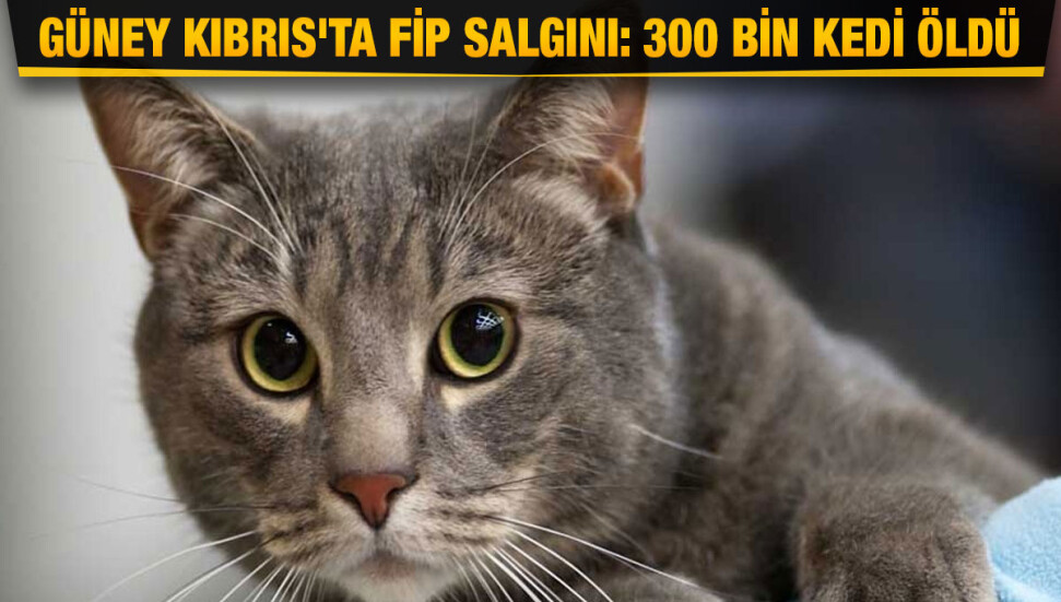 Güney’de 7 ayda 300 bin kedi FİP hastalığı nedeniyle hayatını kaybetti
